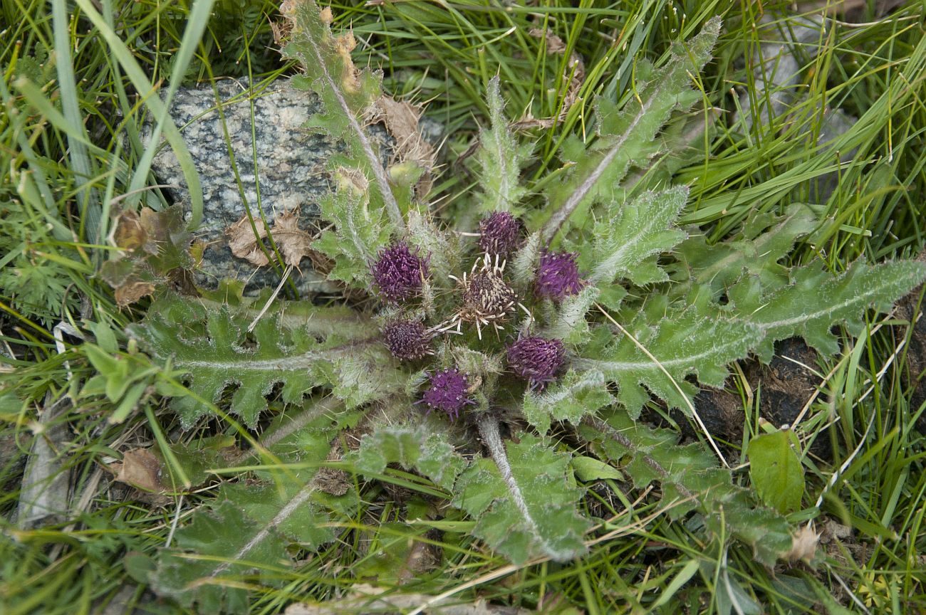 Изображение особи Cirsium esculentum.