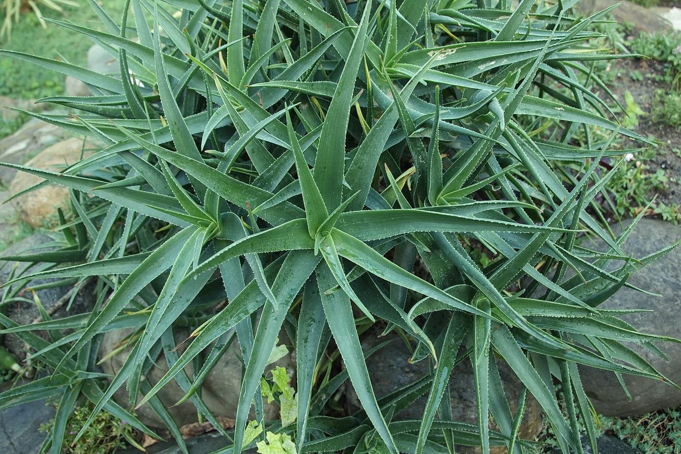 Изображение особи Aloe striatula.
