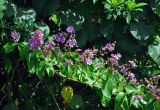 Lagerstroemia speciosa. Часть ветви с соцветиями. Малайзия, о-в Калимантан, г. Кучинг, в культуре. 12.05.2017.