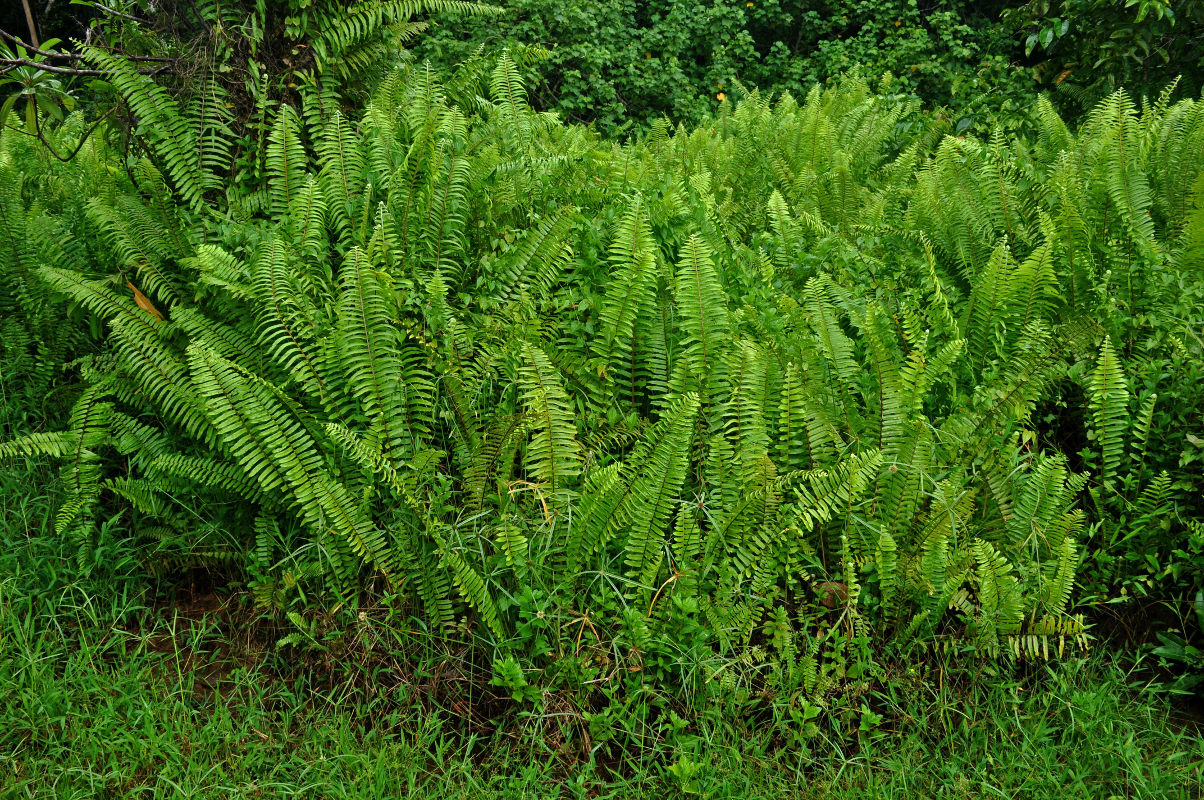 Изображение особи Nephrolepis biserrata.