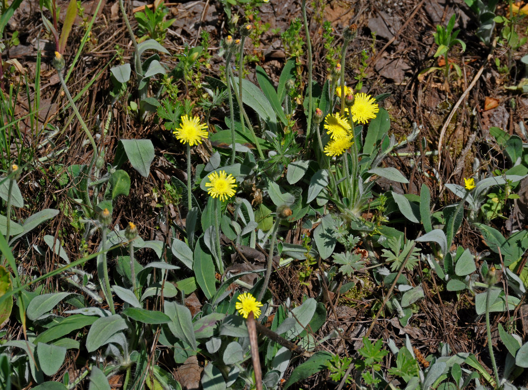 Изображение особи Pilosella officinarum.