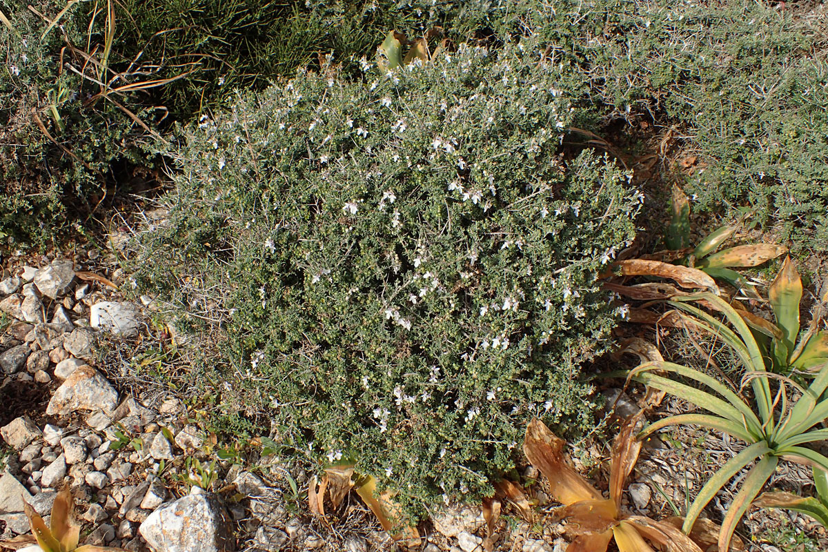 Изображение особи Teucrium brevifolium.