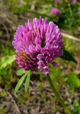 Trifolium pratense. Соцветие. Чувашия, окрестности г. Шумерля, пойма р. Сура, дорога на Наватские пески. 2 июня 2008 г.