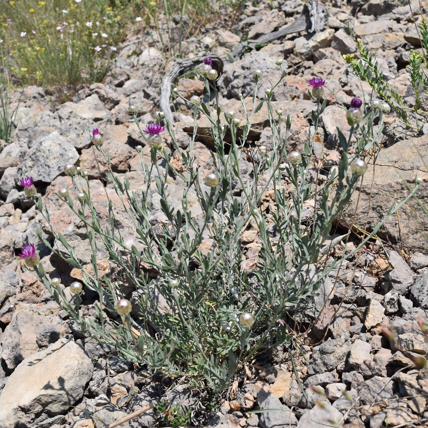 Изображение особи Centaurea sarandinakiae.