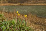 Tulipa biebersteiniana