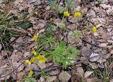 Ranunculus conspicuus