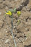 Diplotaxis tenuifolia. Соцветие с бутонами, цветками и завязями. Крым, г. Саки, берег Сакского озера, глинистый грунт. 08.08.2019.