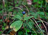 Paris quadrifolia. Верхушка плодоносящего растения. Тверская обл., Конаковский р-н, побережье Иваньковского вдхр., смешанный лес. 25.08.2019.