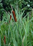 Typha latifolia. Верхушка плодоносящего растения. Челябинская обл., Чебаркульский р-н, берег оз. Большой Кисегач, песчаный пляж. 07.08.2019.