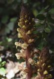 Orobanche hederae. Верхушки соцветий. Испания, автономное сообщество Каталония, провинция Жирона, комарка Ла-Гарроча, муниципалитет Салес-де-Льерка, разреженый дубовый лес. 29.05.2019.