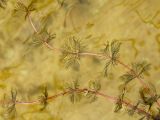 Myriophyllum sibiricum. Побеги в воде озера. Белоруссия, Витебская обл., окр. дер. Сурмино, оз. Белое. 21.06.2010.