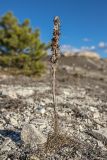 Asphodeline taurica. Высохшее отплодоносившие растение. Крым, Белогорский р-н, окр. с. Белая Скала, щебнистый меловой склон у подножья горы Ак-Кая. 06.01.2021.