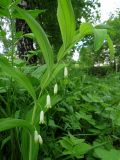 Polygonatum odoratum. Верхушка цветущего растения. Томск, опушка берёзового леса. 09.06.2021.