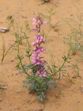 Delphinium camptocarpum