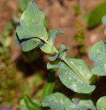 Cerinthe palaestina