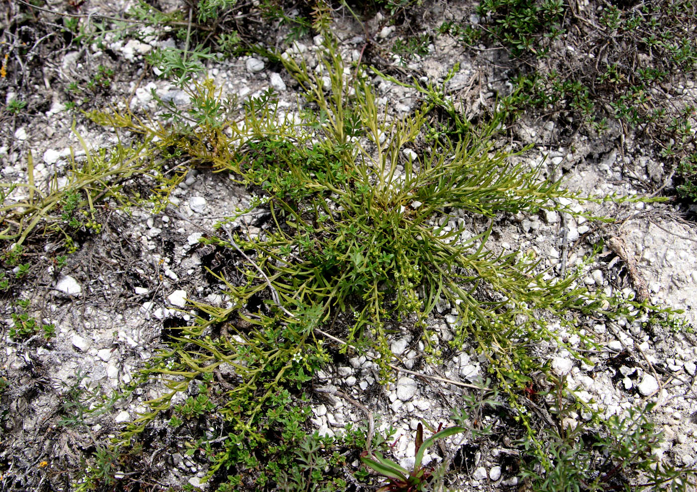 Изображение особи Thesium dollineri ssp. moesiacum.