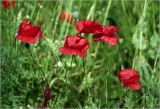 Papaver rhoeas