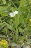 Viola accrescens. Цветущее растение. Краснодарский край, г. Новороссийск, окр. пос. Верхнебаканский, Тоннельные горы, реликтовая горная степь. 14 мая 2023 г.