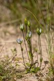 Lomatogonium carinthiacum. Цветущее растение. Кабардино-Балкария, Эльбрусский р-н, оз. Донгуз-Орун, ≈ 2500 м н.у.м., сырой пойменный луг. 23.08.2023.