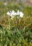 Polemonium boreale. Цветущее растение-альбинос. Мурманская обл., Кольский р-н, сельское поселение Териберка, о. Кильдин, мыс Сундуки, приморская тундра. 24.06.2023.