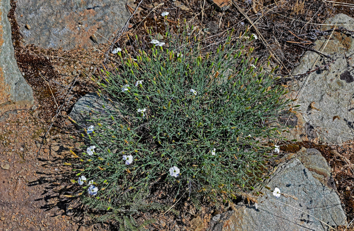 Изображение особи Dianthus uralensis.