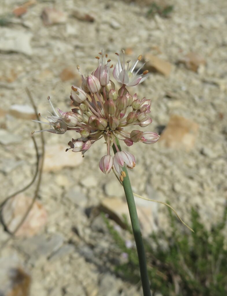 Изображение особи Allium austrodanubiense.