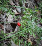 Ruscus aculeatus. Часть веточки с плодом. Абхазия, Гагрский р-н, окр. с. Лдзаа, широколиственный лес. 11.04.2024.