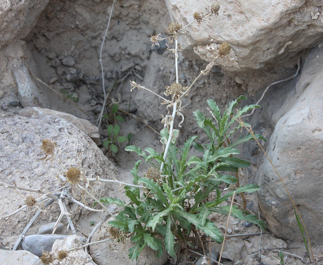 Изображение особи Anvillea garcinii.