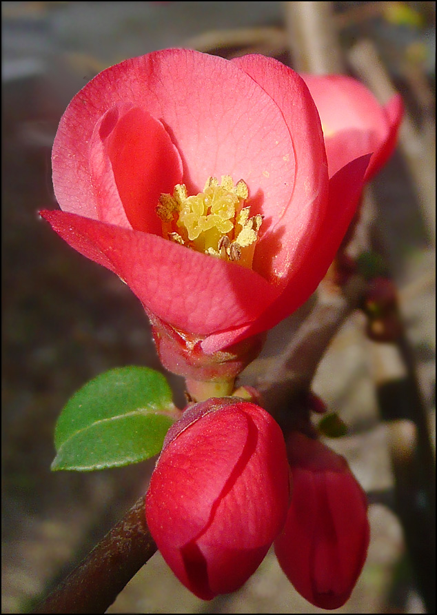 Изображение особи Chaenomeles speciosa.