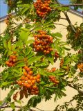 Sorbus aucuparia. Веточки с соплодиями. Италия, обл. Эмилия-Романья, северные предгорья Лигурийский Апеннин, провинция Пьяченца, г. Феррьере, 22 июля 2010 г.