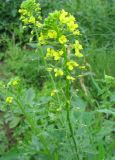 Sisymbrium loeselii. Соцветие. Нижегородская обл., Кстовский р-н, пойма р. Кудьма, край пашни. 14.07.2011.