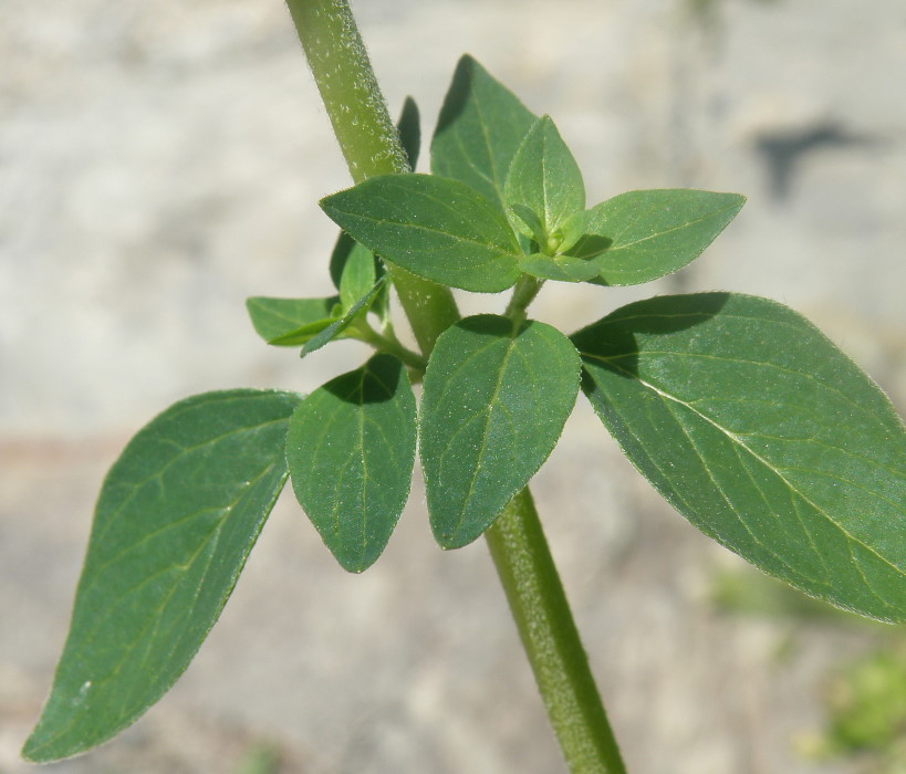 Изображение особи Origanum vulgare ssp. viride.