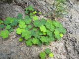 Oxalis acetosella