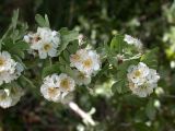 Crataegus aronia. Побег с соцветиями. Israel, Upper Galilee, 16.04.2008.