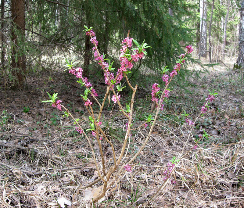 Изображение особи Daphne mezereum.