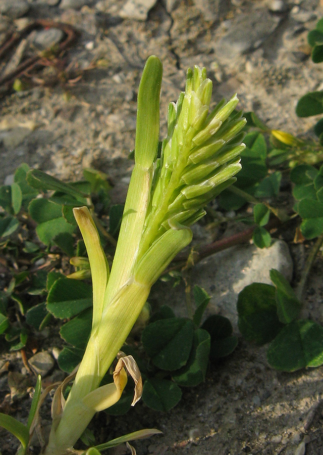 Изображение особи Sclerochloa dura.