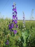 Delphinium ajacis. Верхняя часть цветущего растения. Краснодарский край, Кущевский р-н, станица Шкуринская, обочина полевой дороги. 06.06.2009.