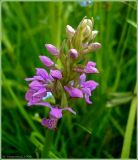 Dactylorhiza baltica. Соцветие. Псковская обл., Новосокольский р-н, окр. дер. Гостилово. 15 июня 2009 г.