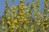 Verbascum marschallianum