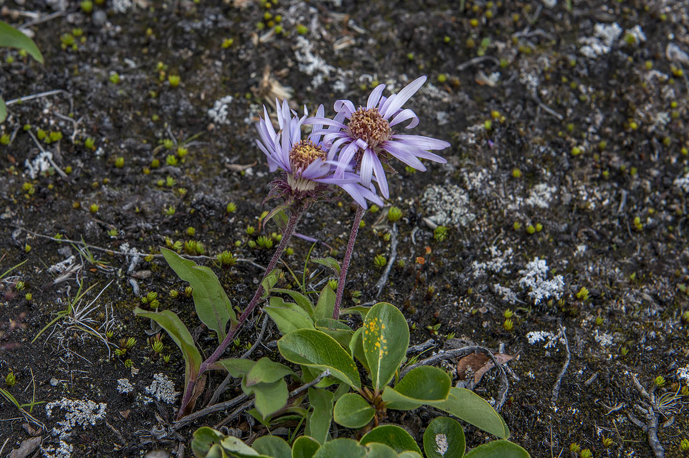 Image of Aster sibiricus specimen.