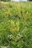 Rumex confertus. Плодоносящие растения. Ярославль, луговина на правом берегу р. Которосль. 12 июня 2014 г.