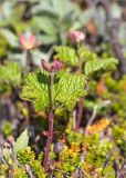 Rubus chamaemorus. Отцветшее растение в вороничной тундре. Мурманская обл., Кольский р-н, окр. пос. Дальние Зеленцы. 21.06.2015.