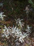 Salvia officinalis