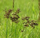 Juncus atratus. Верхушки монокарпических побегов клона с соцветиями. Алтайский край, Благовещенский р-н; Центральная Кулунда, юго-восточные окр. оз. Кучукское, урочище \"Плотская Ляга\"; заливной осоково-мезогигрофильноразнотравный луг на днище плоского временного водоёма. 19 июня 2015 г.