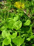 Doronicum orientale