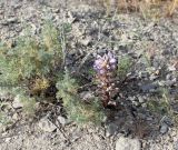 Orobanche amoena