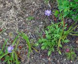 Scabiosa lachnophylla. Цветущее растение. Приморье, Лазовский р-н, окр. с. Чистоводное, сухой склон у подножия скалы. 08.08.2015.