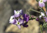 Matthiola tricuspidata