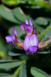 Astragalus mareoticus