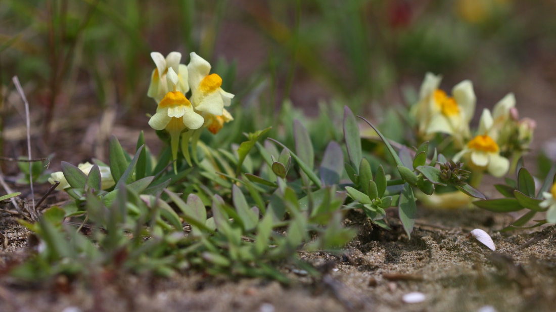 Image of Linaria japonica specimen.